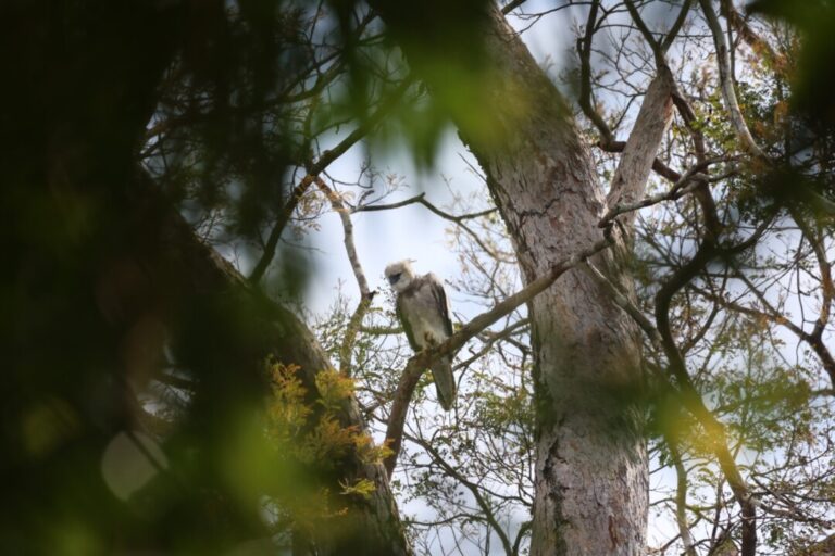 Projeto Harpia registra novo filhote de gavião-real em reserva no Amazonas