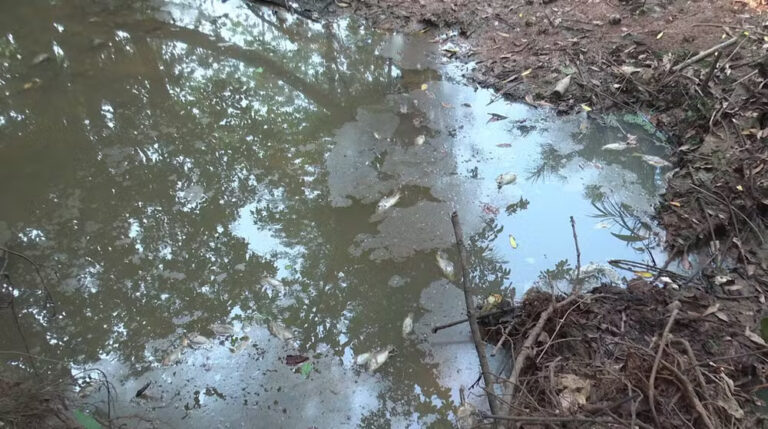 Igarapé seco durante estiagem em Rondônia causa a morte de dezenas de peixes