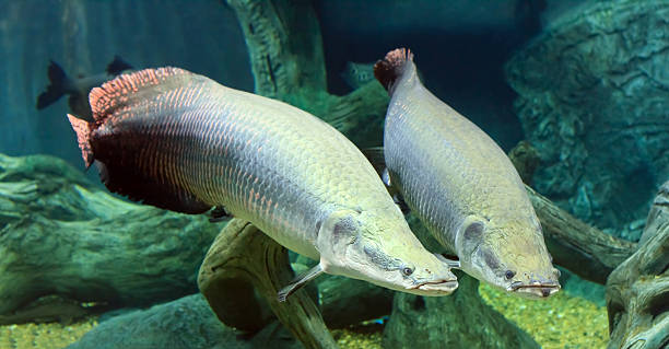 3 espécies de peixes da Amazônia que tem um cuidado especial com os filhotes