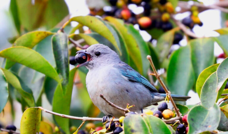 Nos limites de seu ambiente ideal, aves capricham nas escolhas de seus alimentos