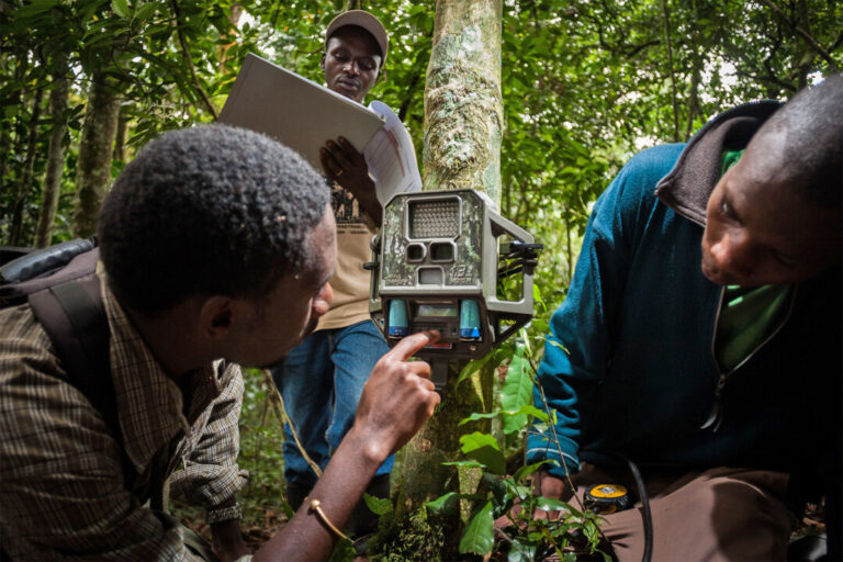 Armadilhas fotográficas são amplamente usadas para monitorar a biodiversidade da Amazônia