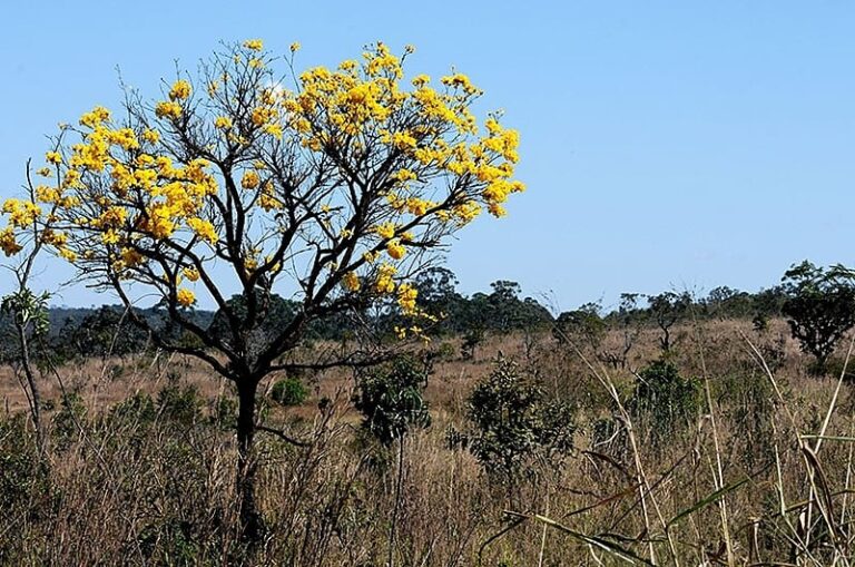 Fronteira entre Amazônia e Cerrado: clima deve comprometer viabilidade de 74% das terras agrícolas até 2060