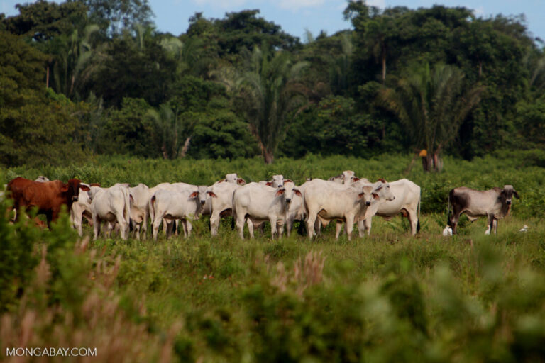 Cerca de 40% da região amazônica está sob algum manejo de conservação, afirma pesquisa