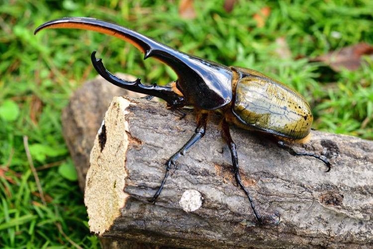 Robusto e “boladão”: besouro-hércules é considerado um dos animais mais fortes do mundo