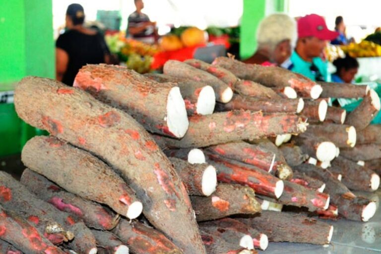 Festival em Santa Luzia do Pacauí celebra importância da mandioca para o Amapá