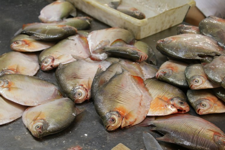 Milhões de ribeirinhos da Amazônia se nutrem de alimentos contaminados, afirma Fiocruz