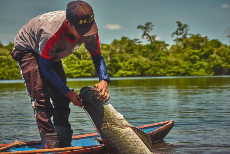 Diagnóstico socioeconômico é realizado com manejadores de pirarucu na Amazônia