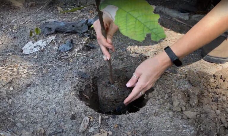 70 mudas de árvores nativas são plantadas em ação pelo XTERRA Amazônia