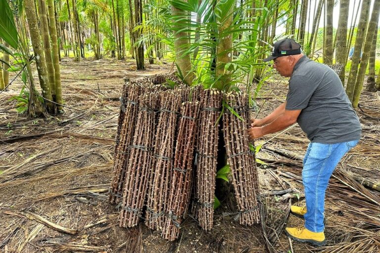 Projeto Reniva é implantado no Amazonas para multiplicar manivas-semente de mandioca