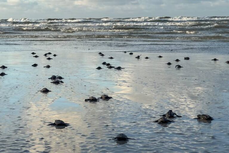 Ideflor-Bio registra nascimento de 52 tartarugas marinhas em praia paraense