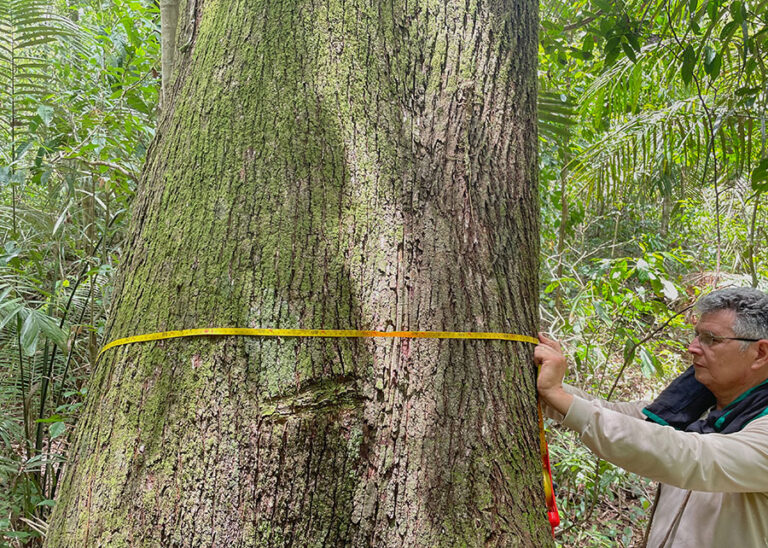 Secas atrasam em 20 anos a reposição de estoques de madeira em floresta manejada