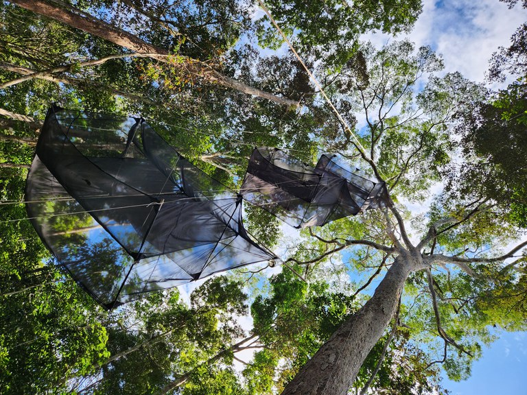 BioDossel: projeto aponta importância das árvores na manutenção da fauna de insetos