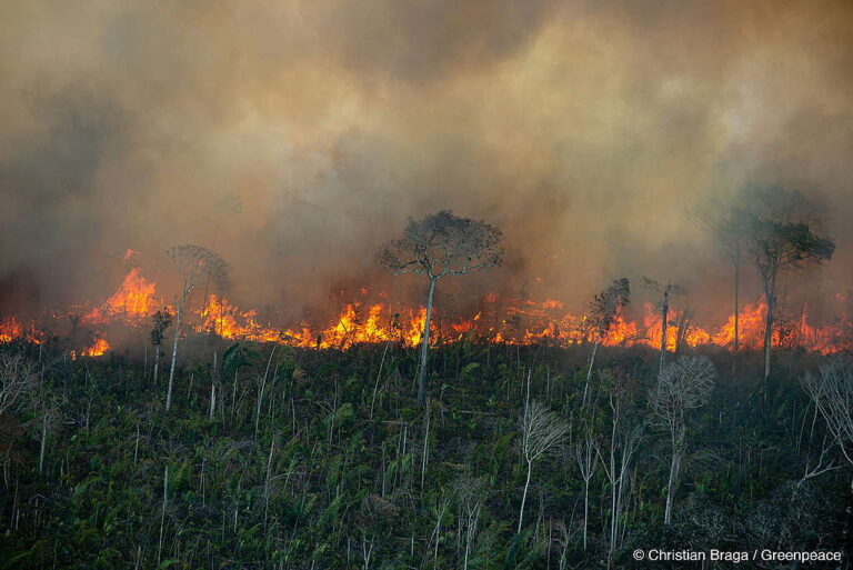 A Amazônia pega fogo e os políticos se calam. POR QUÊ?