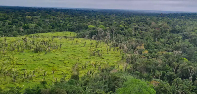 Alertas de desmatamento na Amazônia caem 10,6% em agosto