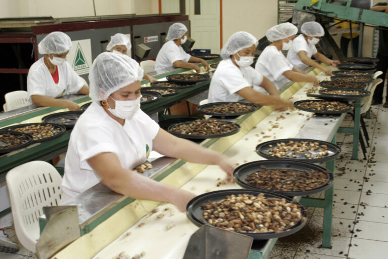 Grupo de trabalho busca padrão de classificação da castanha-do-brasil