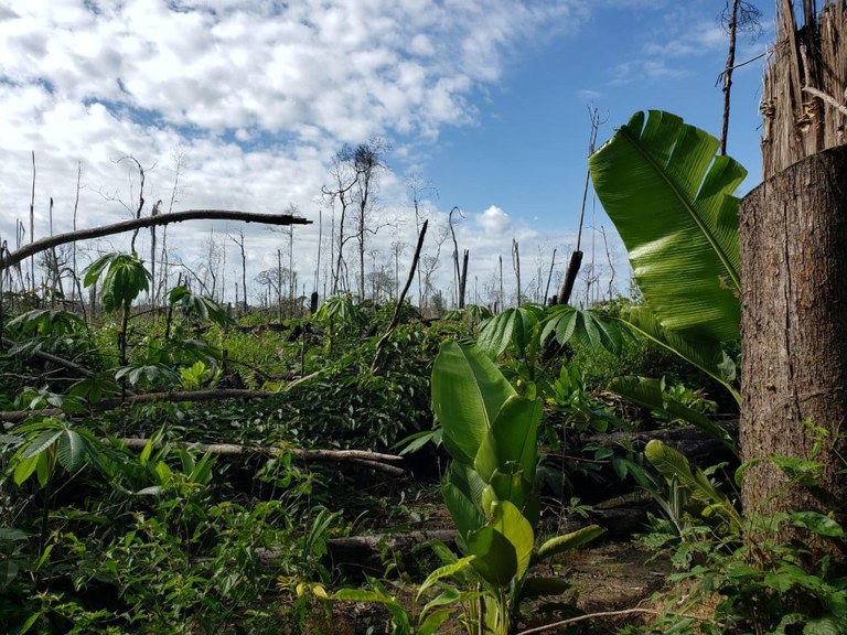 Justiça condena quatro pessoas a pagar R$ 11 milhões por desmatamento em Boca do Acre, no Amazonas