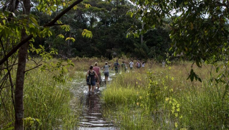 Projeto paraense desenvolve pesquisas relacionadas à biodiversidade da Amazônia Oriental