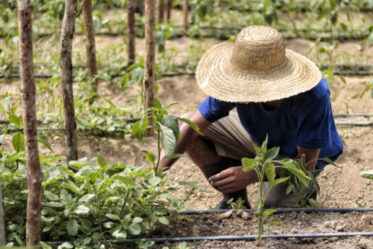 Amazon Sat Agro: programa promove novo olhar sobre agronegócio na Amazônia 