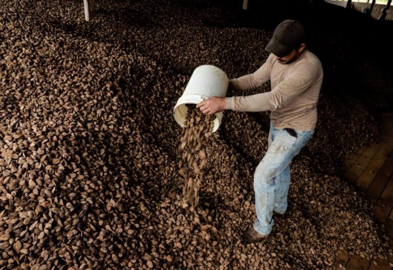 Xapuri, no Acre, é a terceira cidade com maior produção de castanha no Brasil