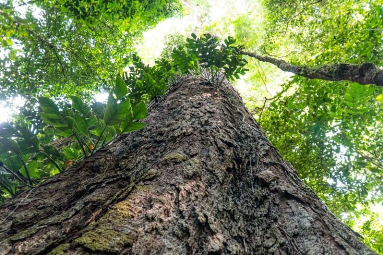 Consulta pública é realizada no Oeste do Pará para criação da UC Árvores Gigantes da Amazônia