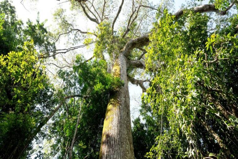 Pará avança na criação de parque para preservação das árvores gigantes da Amazônia