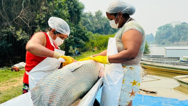 Atividades de manejo do Pirarucu em Resex rondoniense alcançam números recordes