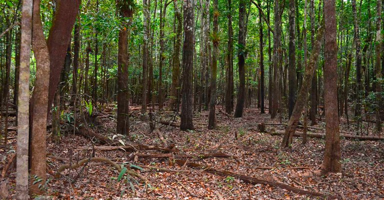 Matas ciliares de pequenos rios de água preta apresentam maior diversidade evolutiva de espécies