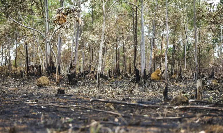 Queimadas e seca explicam alta do desmatamento em Florestas Públicas Não Destinadas da Amazônia