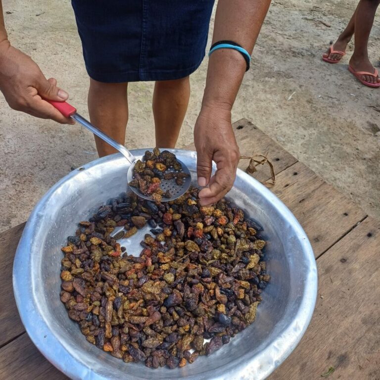 Produção de pimenta em pó é fortalecida por mulheres indígenas no Pará