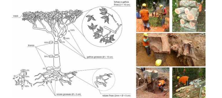 Artigo apresenta primeira equação para estimar biomassa de florestas no Acre