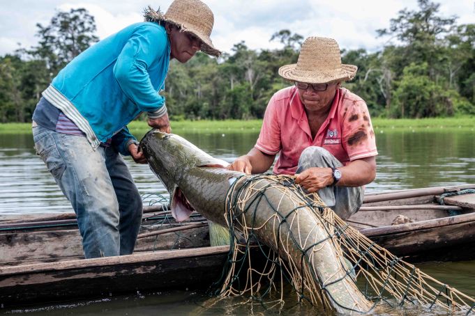 Acordo de Pesca Marumaruá-Atapi recebe 1ª autorização de manejo do pirarucu no Amazonas