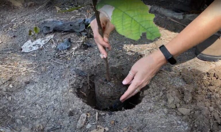 Empresa ferroviária vai restaurar 212 hectares de área desmatada em Mato Grosso