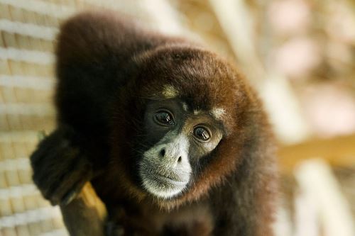 Dia Mundial dos Animais: espécies selvagens emblemáticas da Amazônia peruana