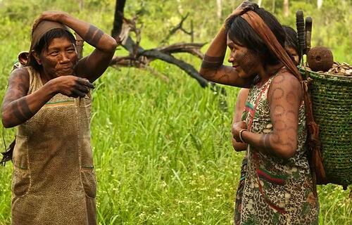 Castanha do Brasil produzida pelos povos Mẽbêngôkre-Kayapó é exportada para a Inglaterra
