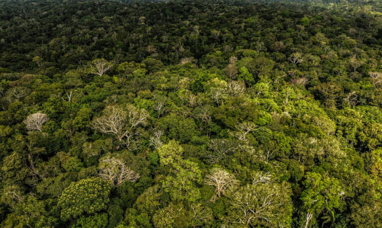 Legistas da floresta querem saber: as grandes árvores da Amazônia estão morrendo?