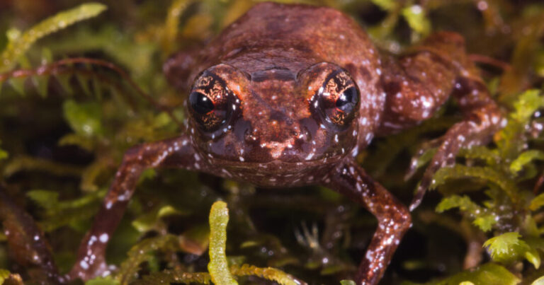 Nova espécie de sapo é encontrada em cadeia isolada de montanhas no Amazonas