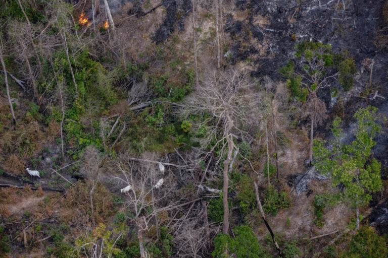 Emissão de CO2 por queimadas na Amazônia cresce 60%, aponta estimativa