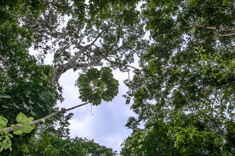 GT vai aprimorar ações de gestão e adaptação às mudanças climáticas em terras indígenas