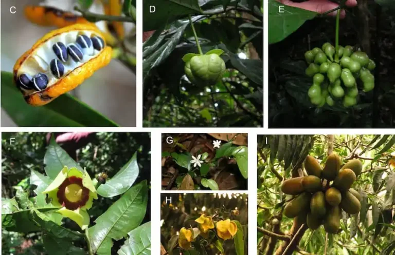 Pesquisadores mapeiam dispersão e evolução de planta ancestral que também é encontrada na Amazônia