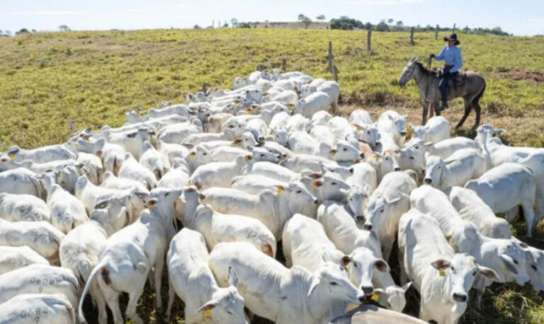 Rondônia é o estado líder em exportação de carne na Região Norte