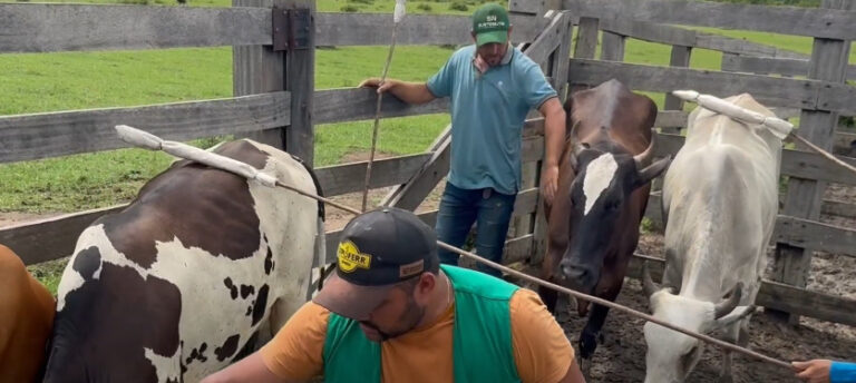 Doma racional de bovinos sem o uso da violência é ensinada pelo Senar em Roraima