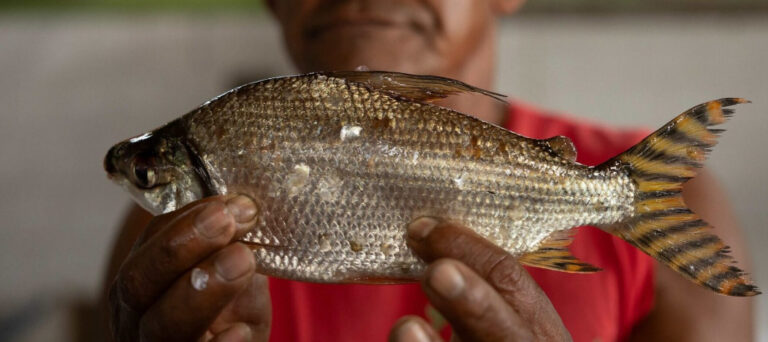 Como as hidrelétricas estão acabando com os peixes no Rio Madeira