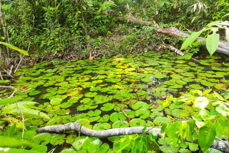 Estudo técnico sugere criação de Unidade de Conservação Municipal no Pará
