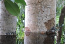 Floresta de várzea na cheia com cigarras nos troncos das árvores próximo a linha da água Foto Anaís Prestes