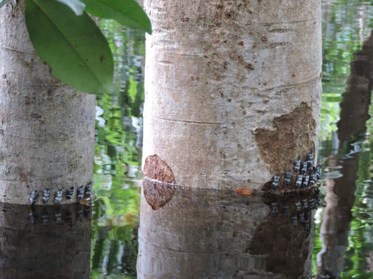 Livro reúne décadas de história e pesquisas sobre o ecossistema de Várzea na Amazônia