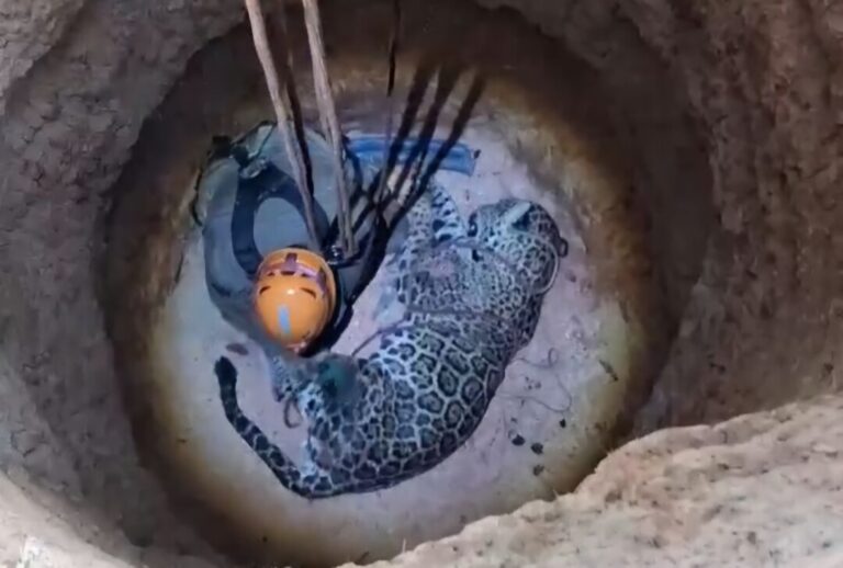 Onça-pintada que caiu em poço desativado de fazenda no Mato Grosso é resgatada