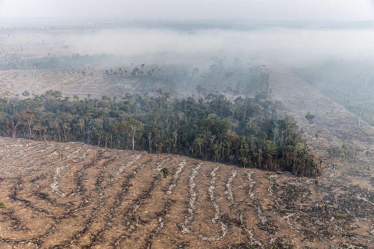 Justiça proíbe uso e produção em área desmatada ilegalmente na Amazônia e condena proprietários a recuperar floresta