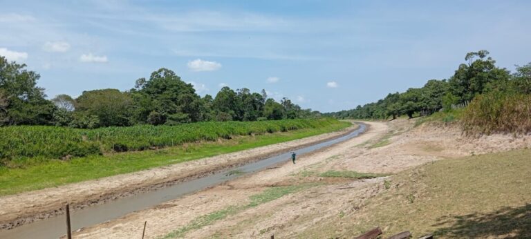 Contagem de pirarucu em Santa Maria do Tapará, no Pará, revela impacto da seca na região