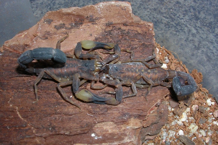 Conheça 9 curiosidades dos escorpiões; a da espécie amazônica surpreende