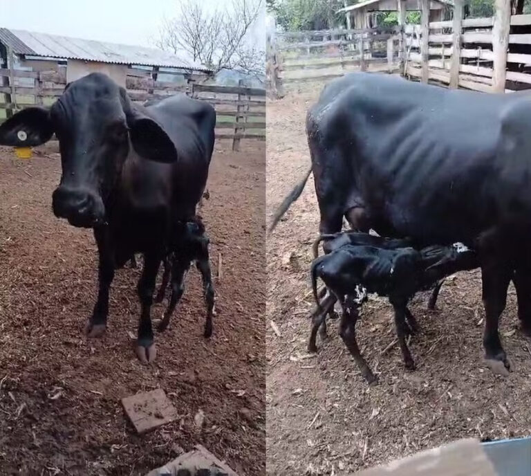 “Raríssimo”: vaca dá à luz trigêmeos em Rondônia